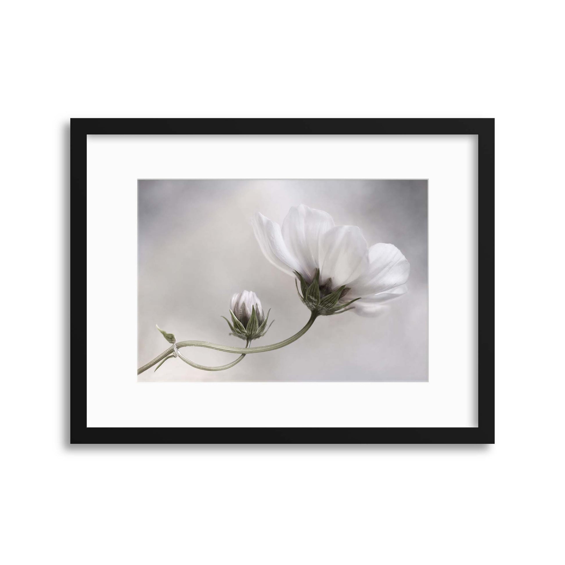 Simply Cosmos by Mandy Disher Framed Print - USTAD HOME
