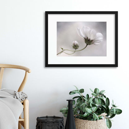 Simply Cosmos by Mandy Disher Framed Print - USTAD HOME