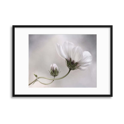 Simply Cosmos by Mandy Disher Framed Print - USTAD HOME