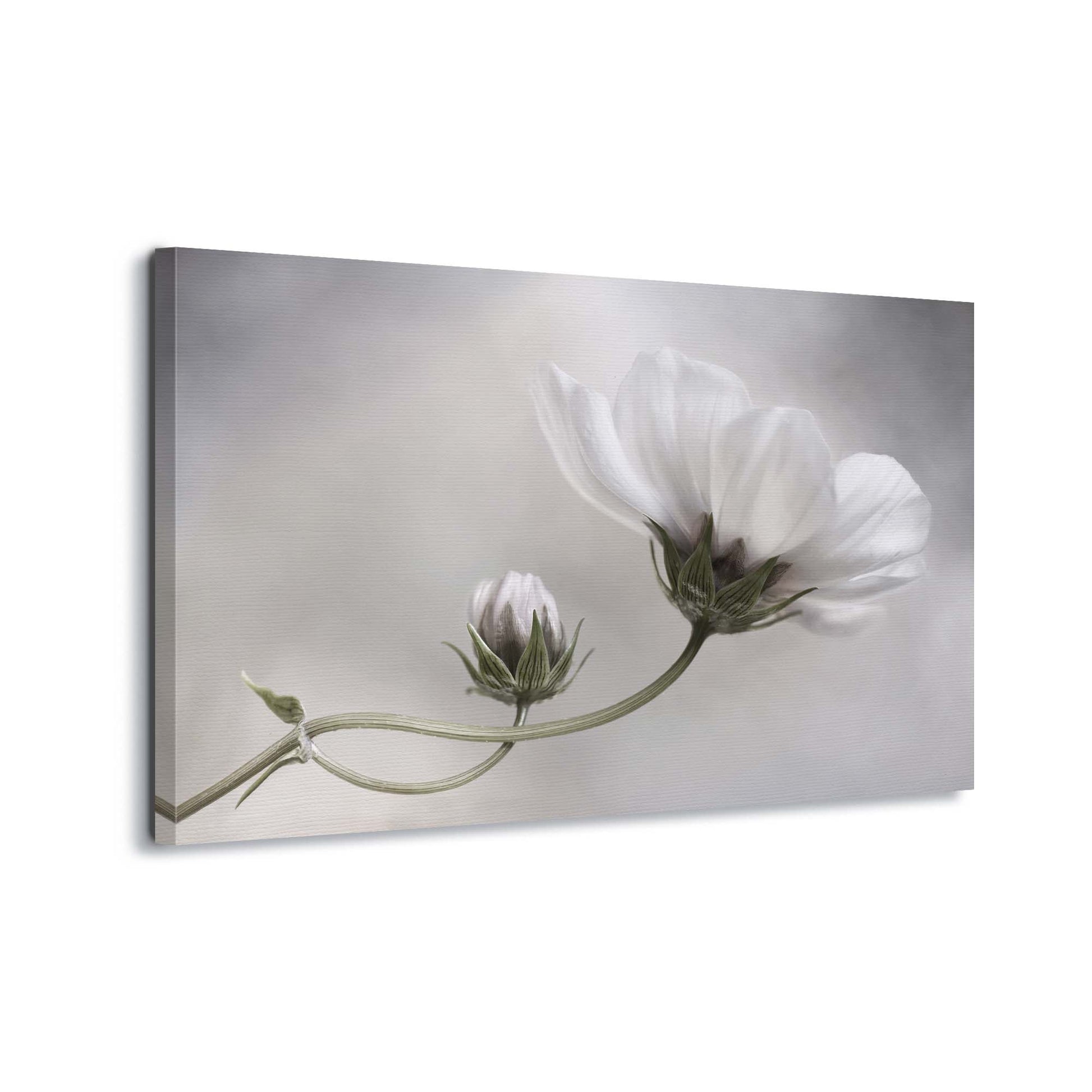 Simply Cosmos by Mandy Disher Canvas Print - USTAD HOME