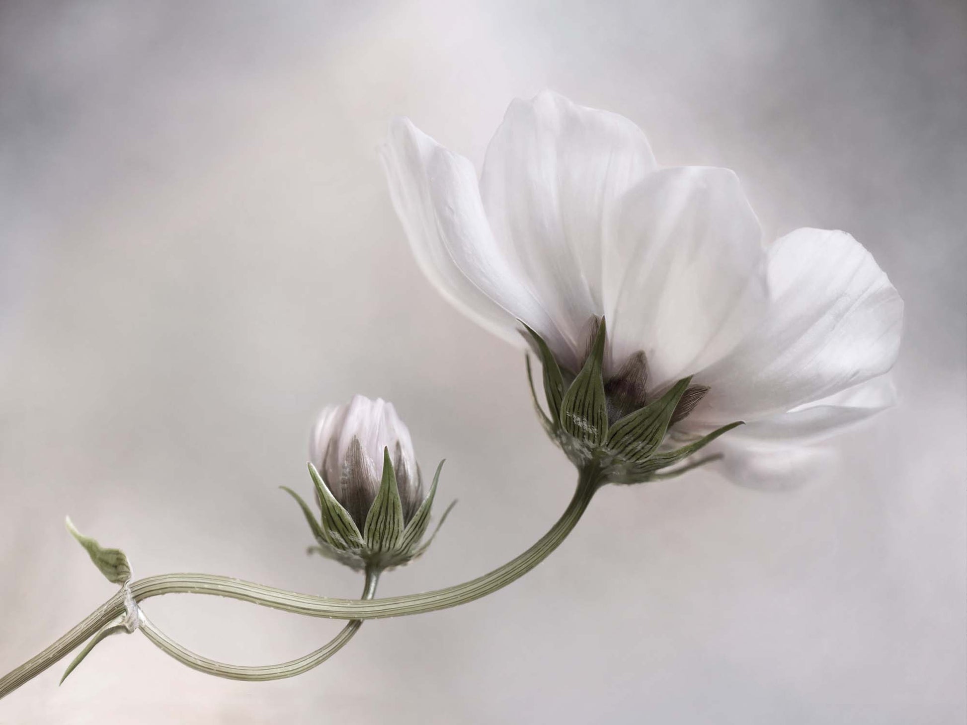 Simply Cosmos by Mandy Disher Canvas Print - USTAD HOME