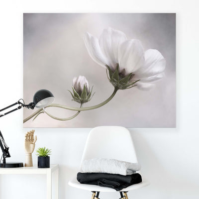 Simply Cosmos by Mandy Disher Canvas Print - USTAD HOME