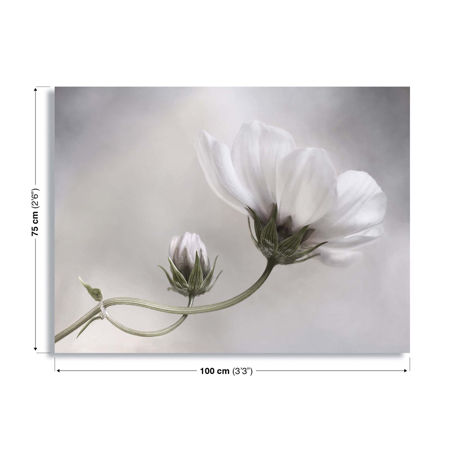 Simply Cosmos by Mandy Disher Canvas Print - USTAD HOME