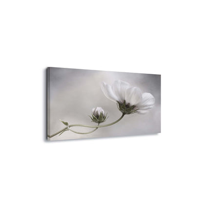 Simply Cosmos by Mandy Disher Canvas Print - USTAD HOME