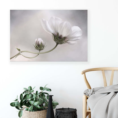 Simply Cosmos by Mandy Disher Canvas Print - USTAD HOME