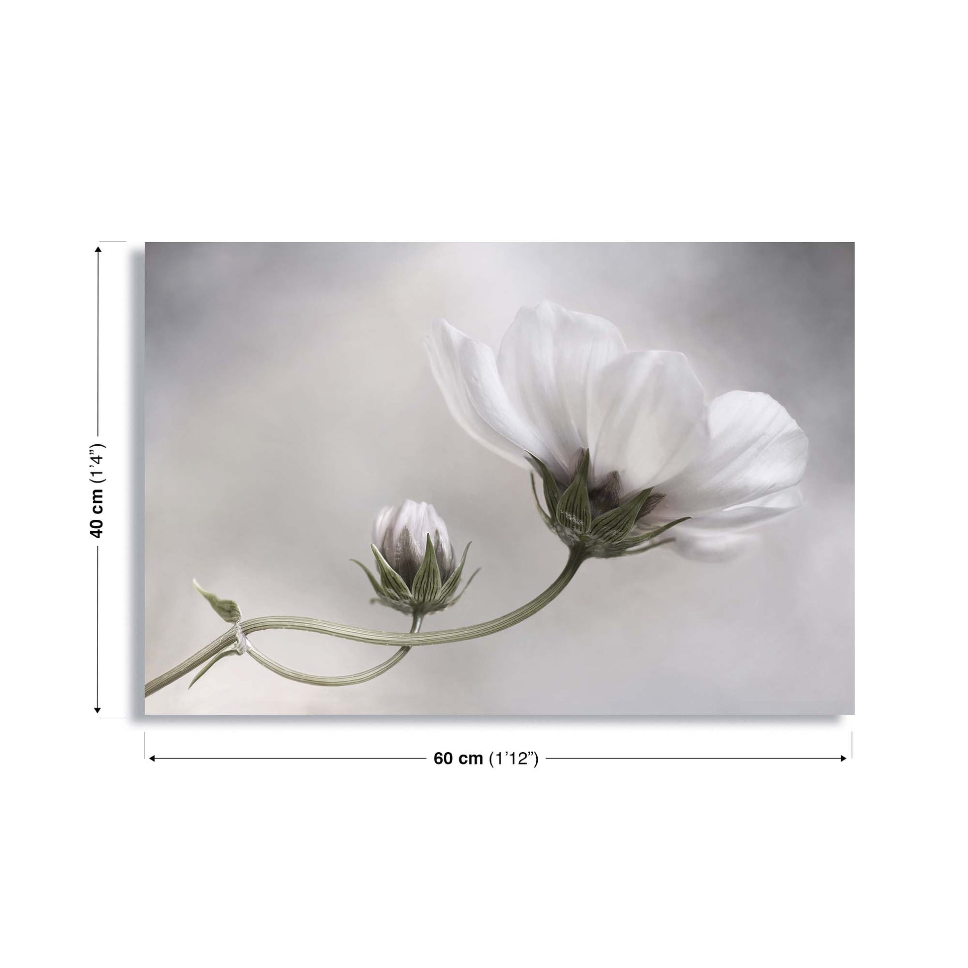 Simply Cosmos by Mandy Disher Canvas Print - USTAD HOME