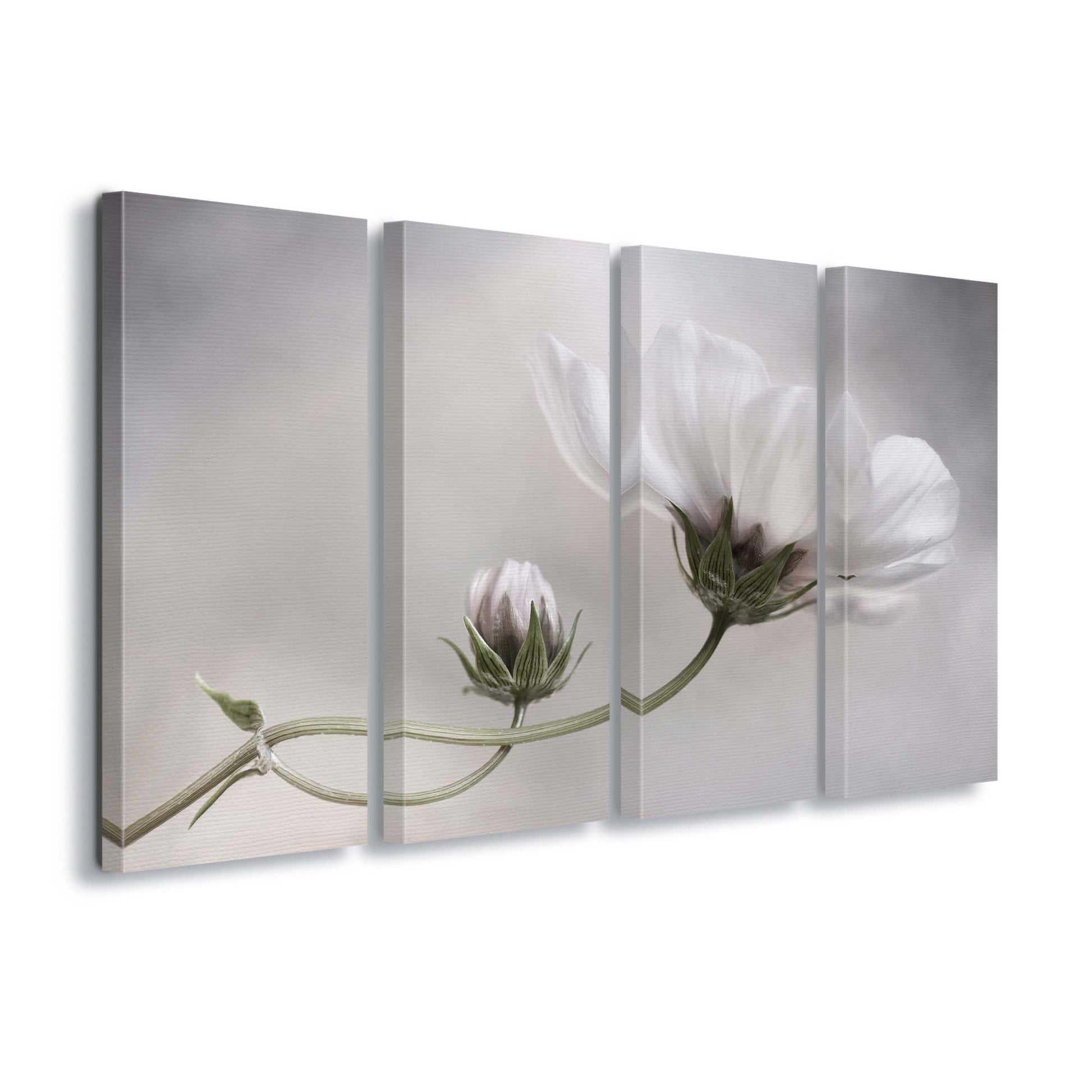 Simply Cosmos by Mandy Disher Canvas Print - USTAD HOME