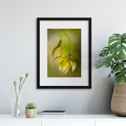 Tulipa by Mandy Disher Framed Print - USTAD HOME