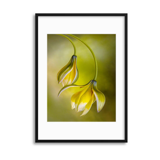 Tulipa by Mandy Disher Framed Print - USTAD HOME