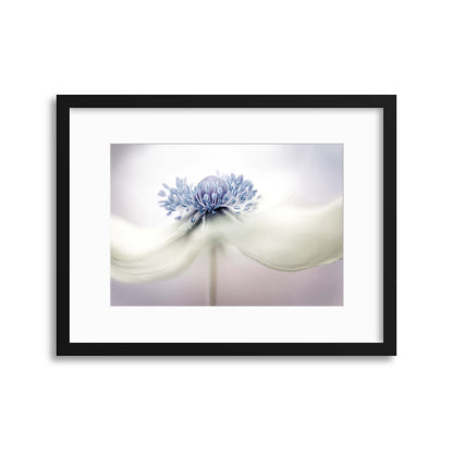 Anemone by Mandy Disher Framed Print - USTAD HOME