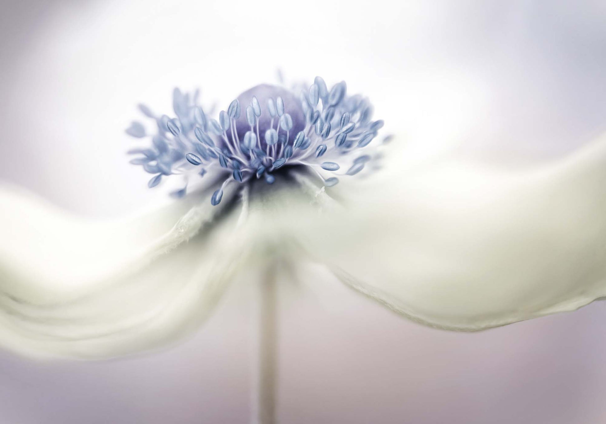 Anemone by Mandy Disher Framed Print - USTAD HOME