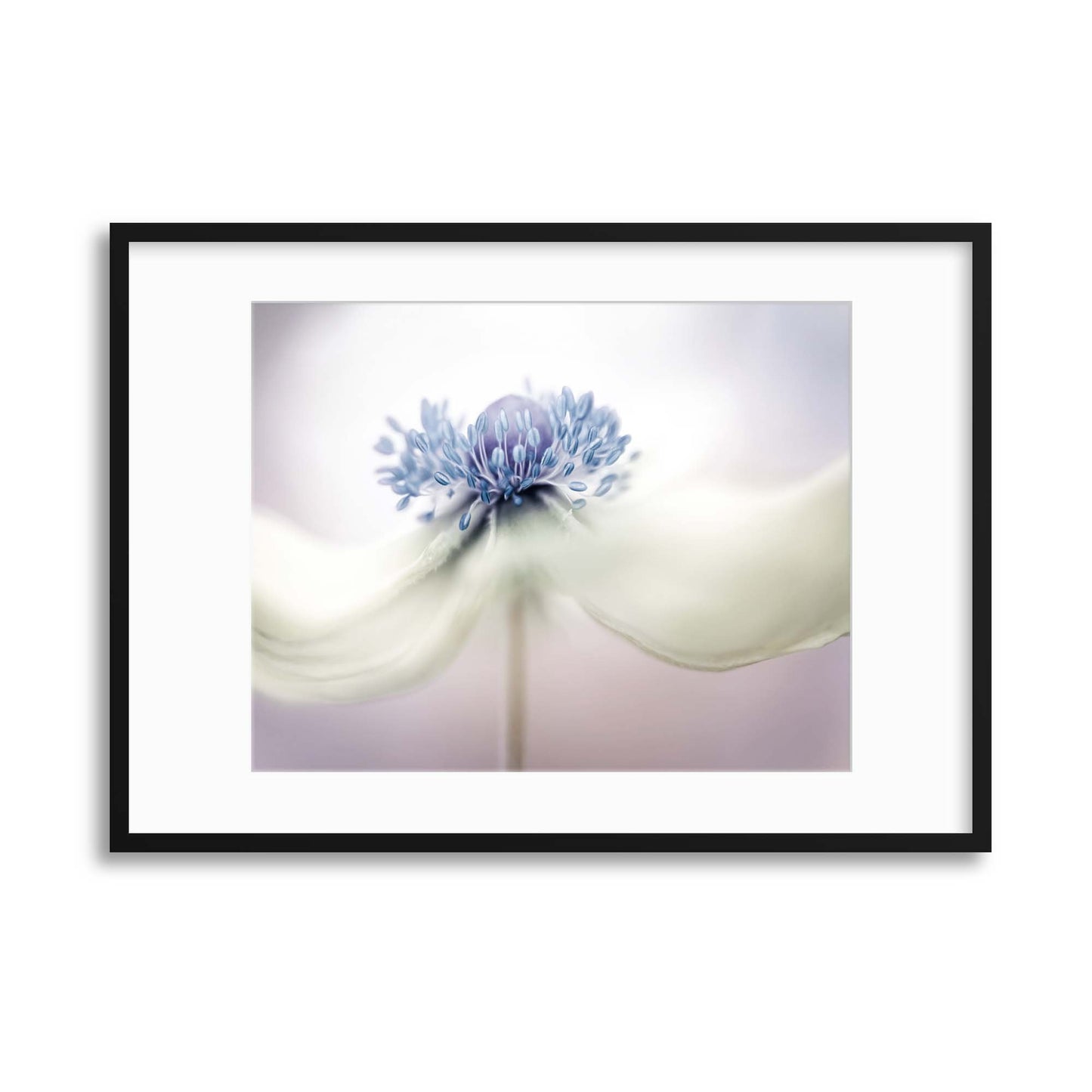 Anemone by Mandy Disher Framed Print - USTAD HOME