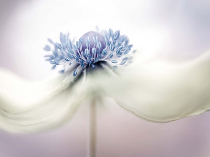 Anemone by Mandy Disher Canvas Print - USTAD HOME