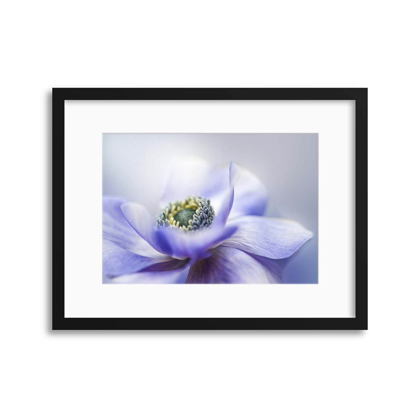 Anemone De Caen by Jacky Parker Framed Print - USTAD HOME