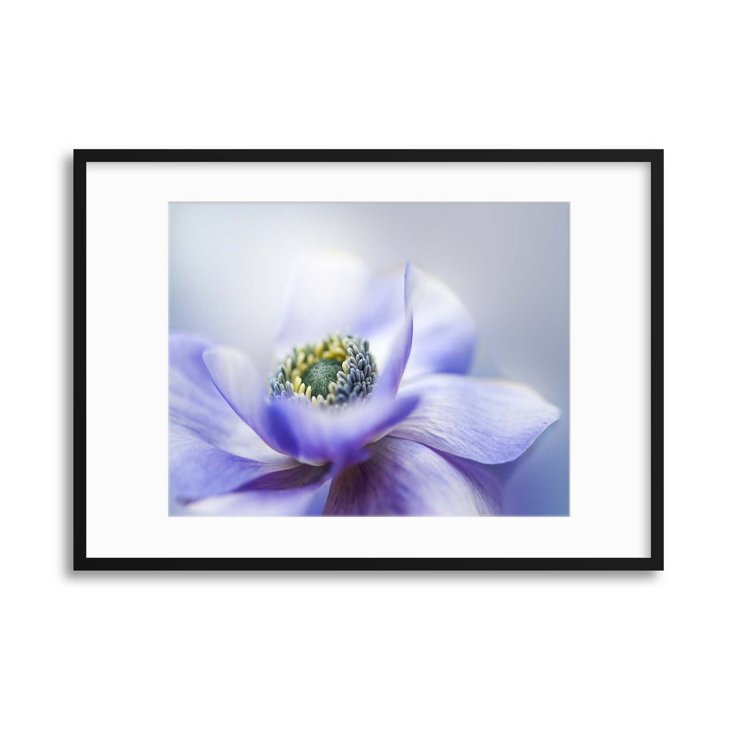 Anemone De Caen by Jacky Parker Framed Print - USTAD HOME