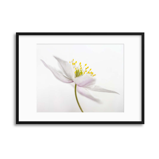 Nemorosa by Mandy Disher Framed Print - USTAD HOME