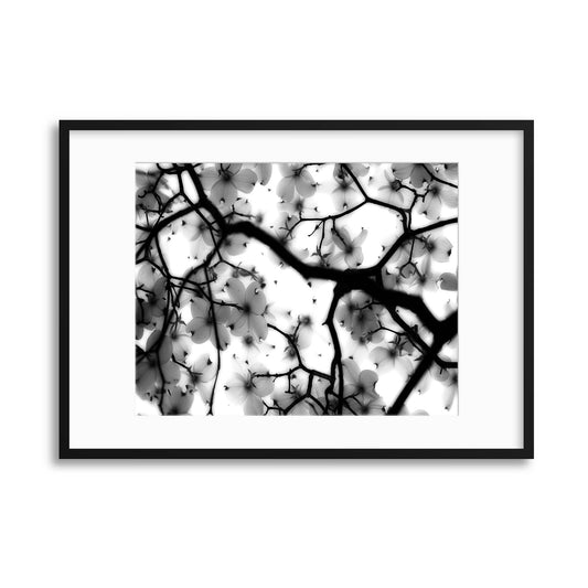 Dogwood by Sarah Wright Framed Print - USTAD HOME