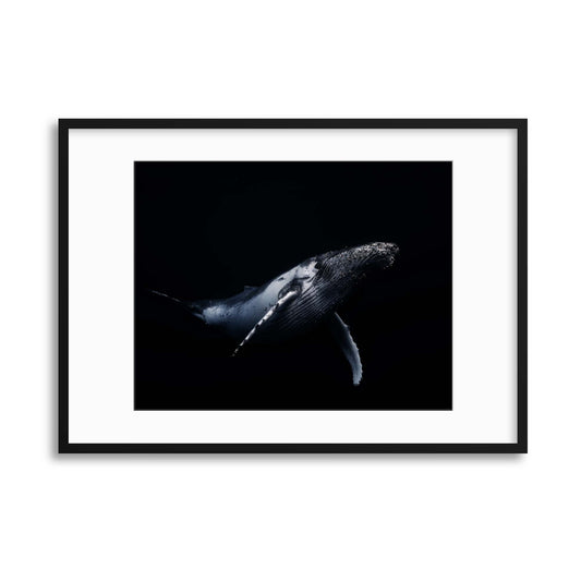 Black and Whale by Barathieu Gabriel Framed Print - USTAD HOME