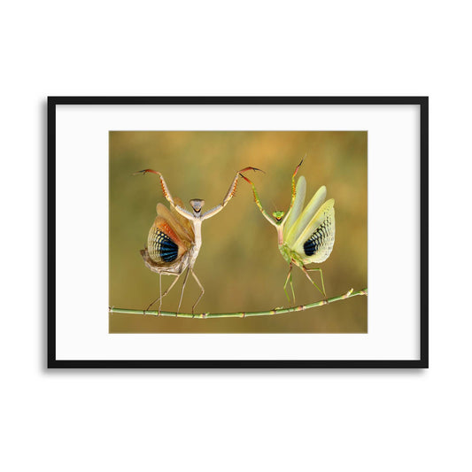 Show Time by Hasan Baglar Framed Print - USTAD HOME