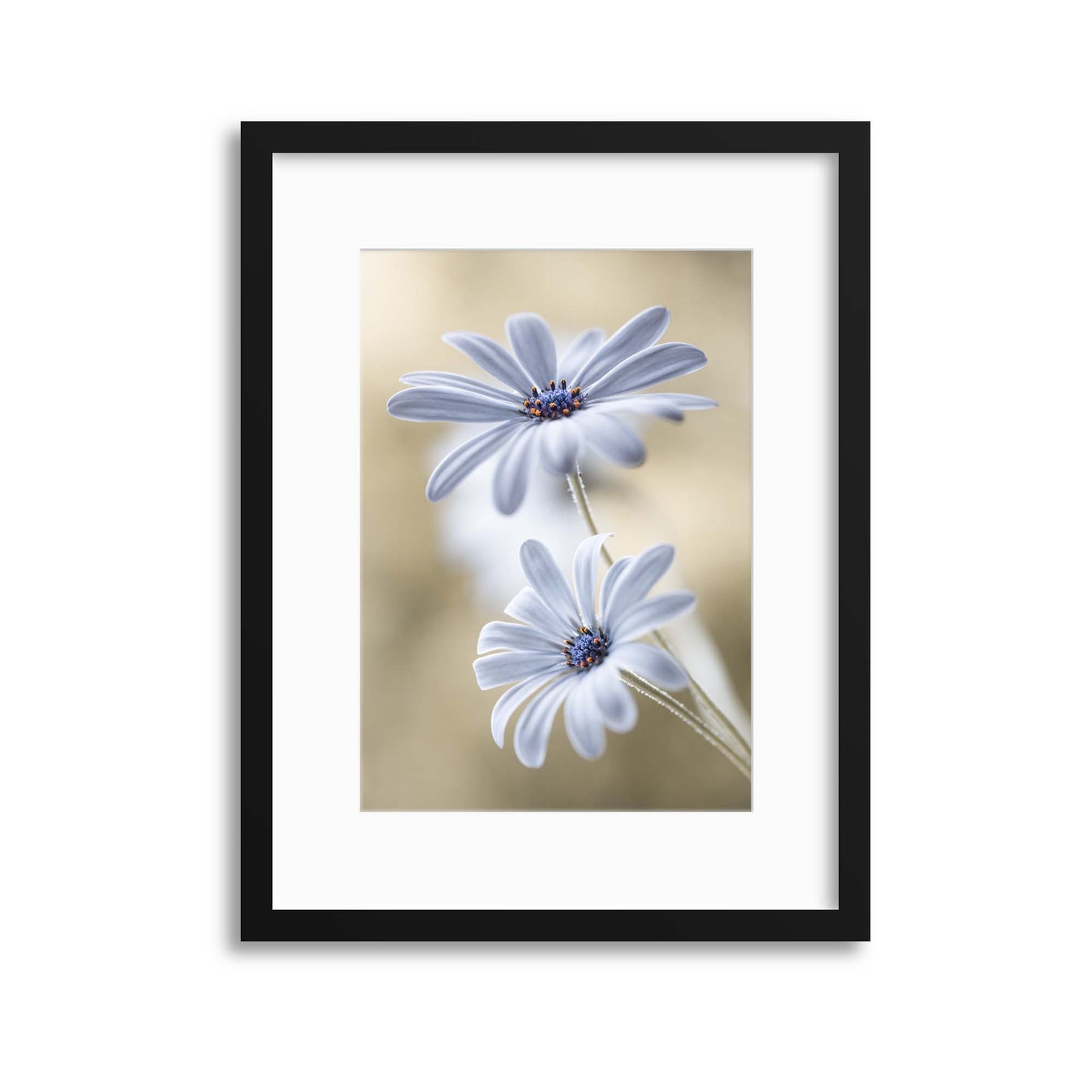 Cape Daisies by Mandy Disher Framed Print - USTAD HOME