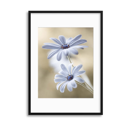Cape Daisies by Mandy Disher Framed Print - USTAD HOME