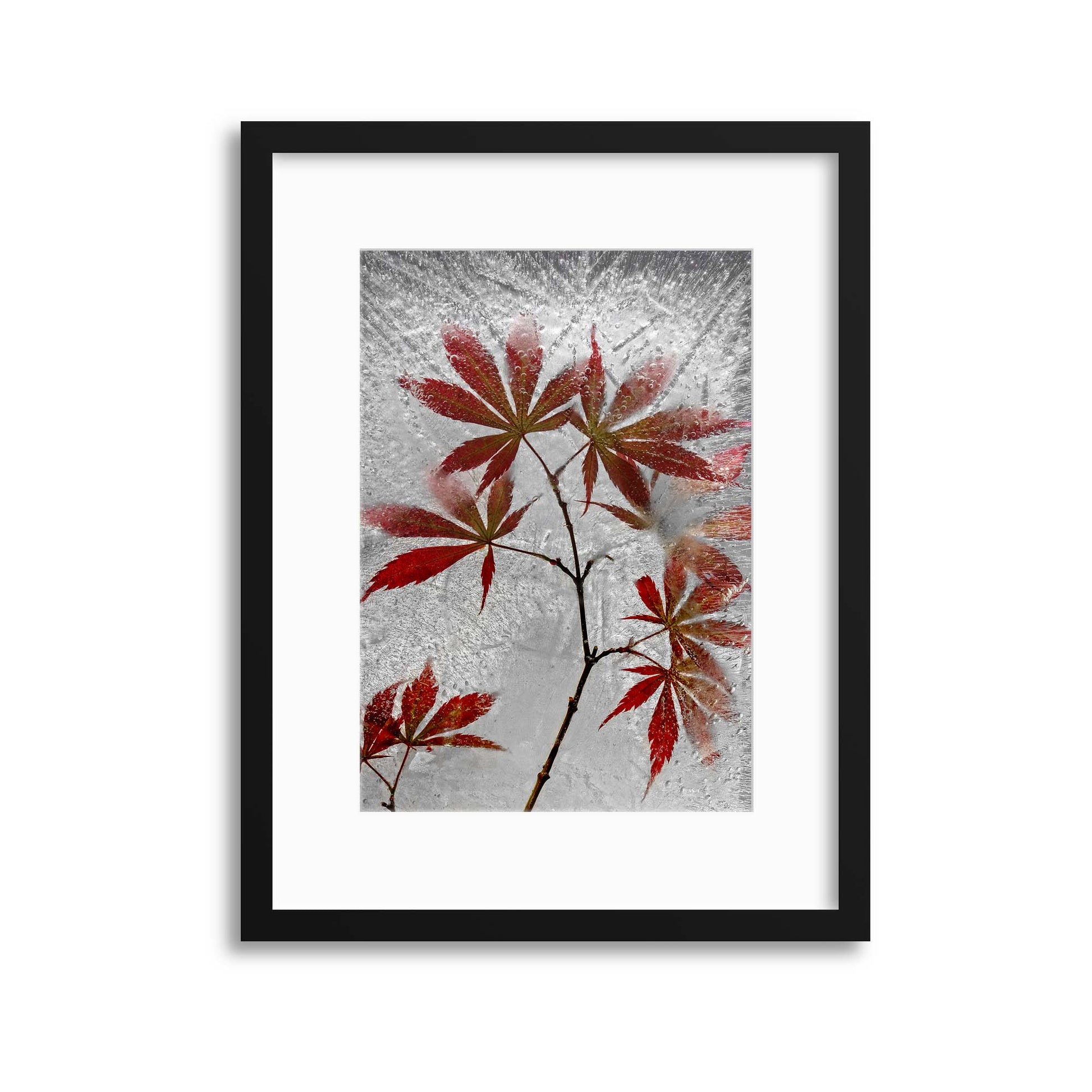 Red Maple by Secundino Losada Framed Print - USTAD HOME