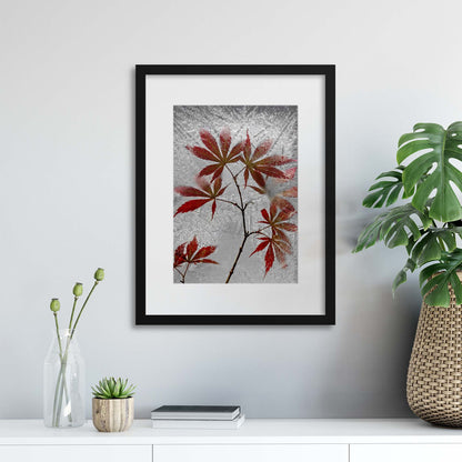 Red Maple by Secundino Losada Framed Print - USTAD HOME