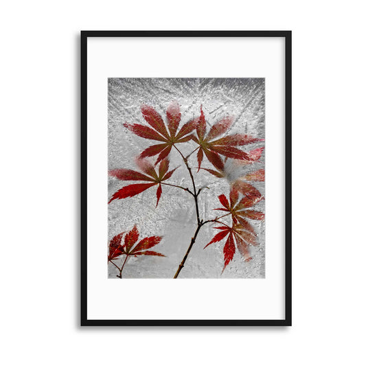 Red Maple by Secundino Losada Framed Print - USTAD HOME