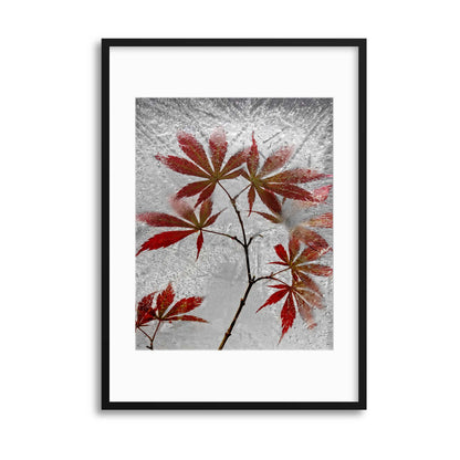 Red Maple by Secundino Losada Framed Print - USTAD HOME