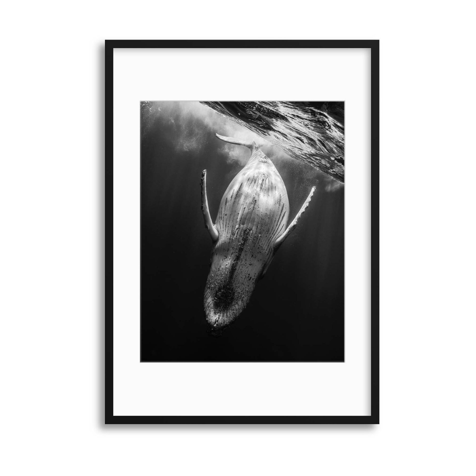 Black and Whale by Barathieu Gabriel Framed Print - USTAD HOME