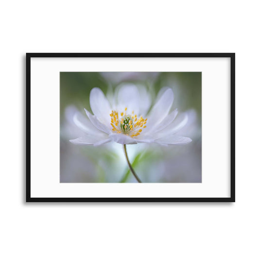 Nemorosa Nirvana by Mandy Disher Framed Print - USTAD HOME