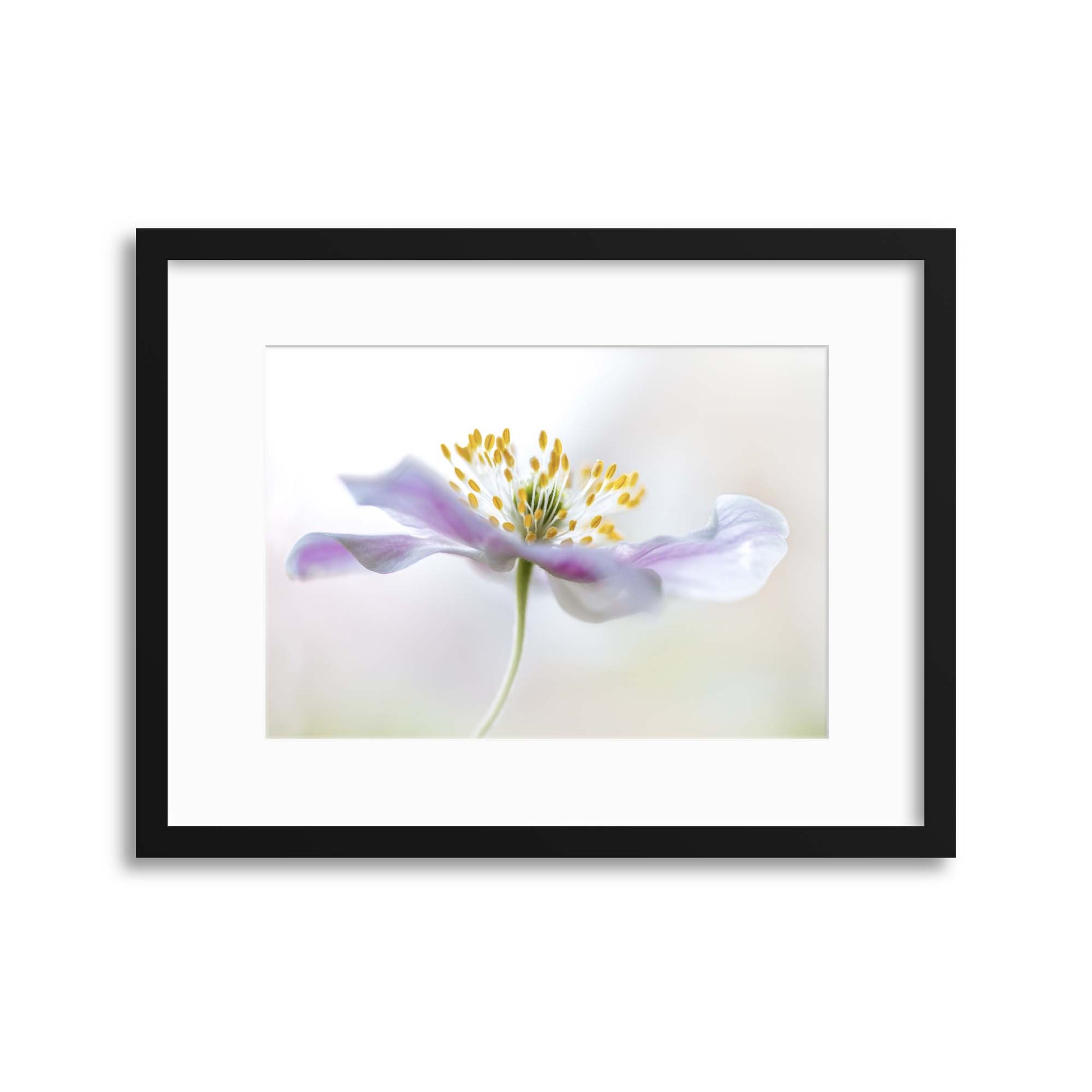 Wood Anemone by Mandy Disher Framed Print - USTAD HOME