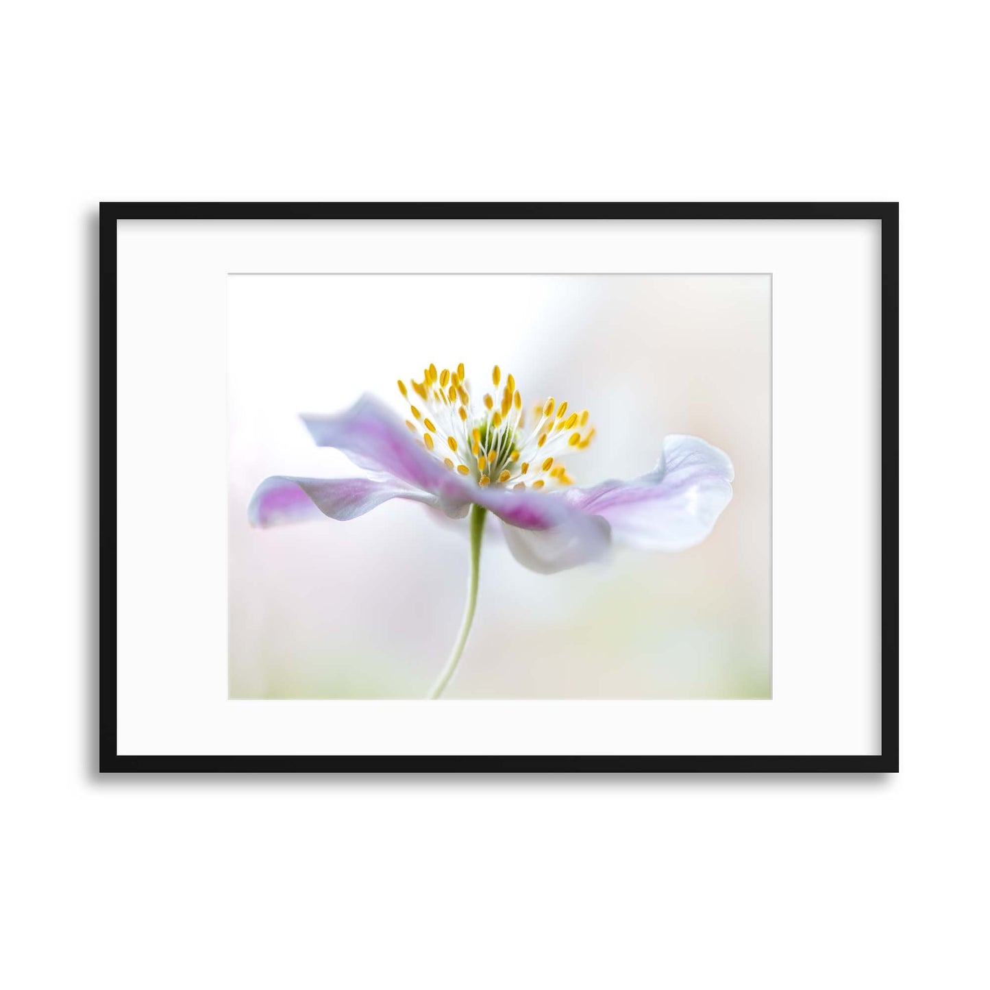 Wood Anemone by Mandy Disher Framed Print - USTAD HOME