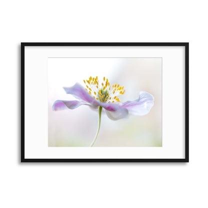 Wood Anemone by Mandy Disher Framed Print - USTAD HOME