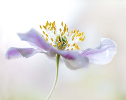 Wood Anemone by Mandy Disher Framed Print - USTAD HOME