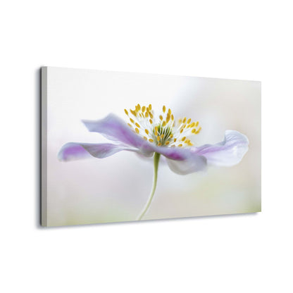 Wood Anemone by Mandy Disher Canvas Print - USTAD HOME