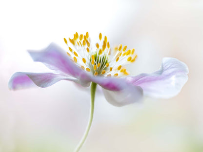 Wood Anemone by Mandy Disher Canvas Print - USTAD HOME