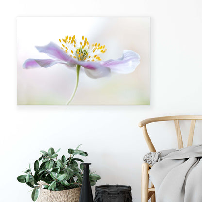 Wood Anemone by Mandy Disher Canvas Print - USTAD HOME