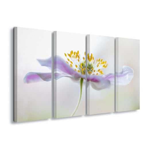 Wood Anemone by Mandy Disher Canvas Print - USTAD HOME