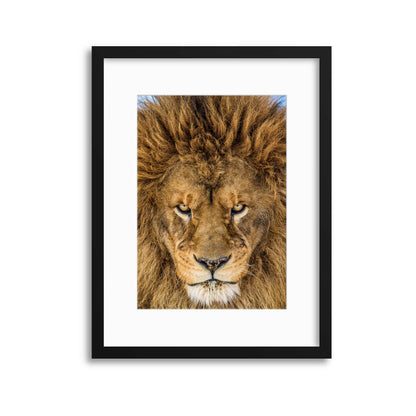 Serious Lion by Mike Centioli Framed Print - USTAD HOME