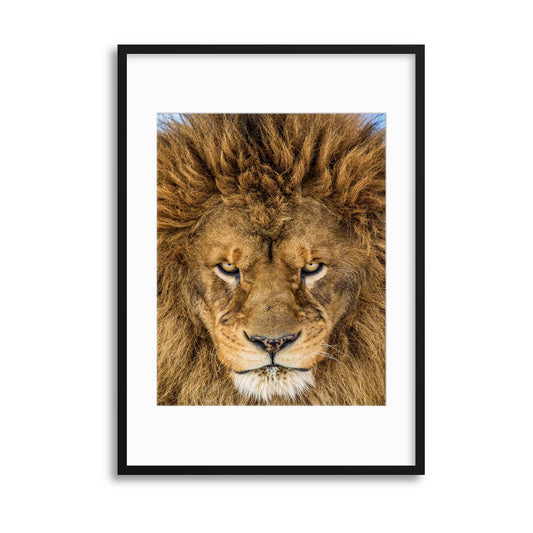 Serious Lion by Mike Centioli Framed Print - USTAD HOME