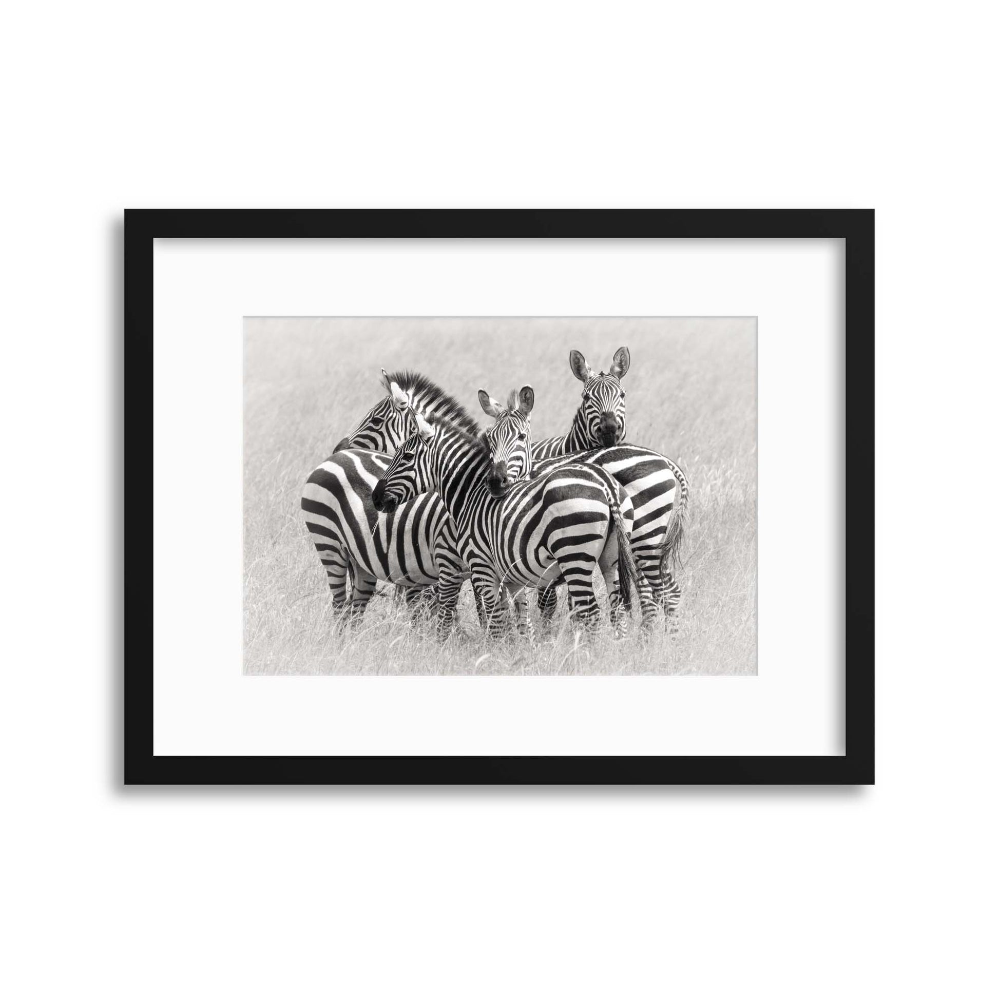 Zebras by Kirill Trubitsyn Framed Print - USTAD HOME