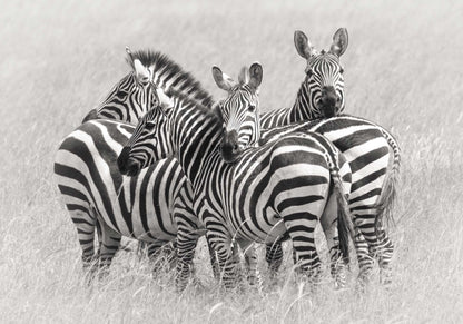 Zebras by Kirill Trubitsyn Framed Print - USTAD HOME