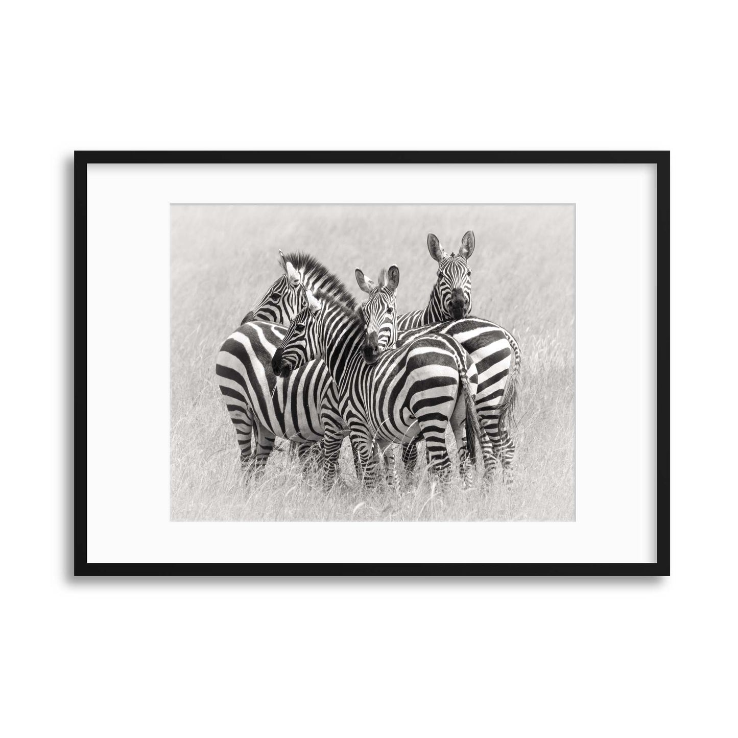 Zebras by Kirill Trubitsyn Framed Print - USTAD HOME