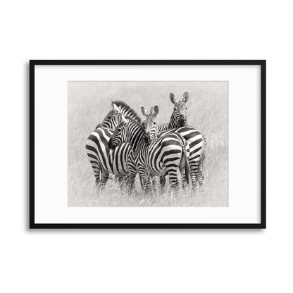 Zebras by Kirill Trubitsyn Framed Print - USTAD HOME