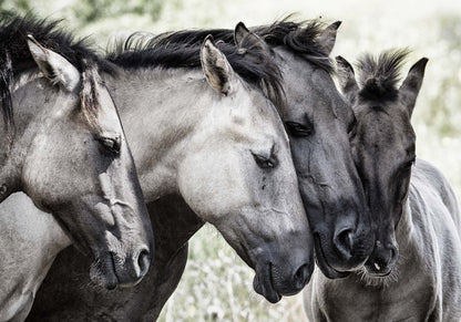 Four Konik Horses by Jaap Framed Print - USTAD HOME