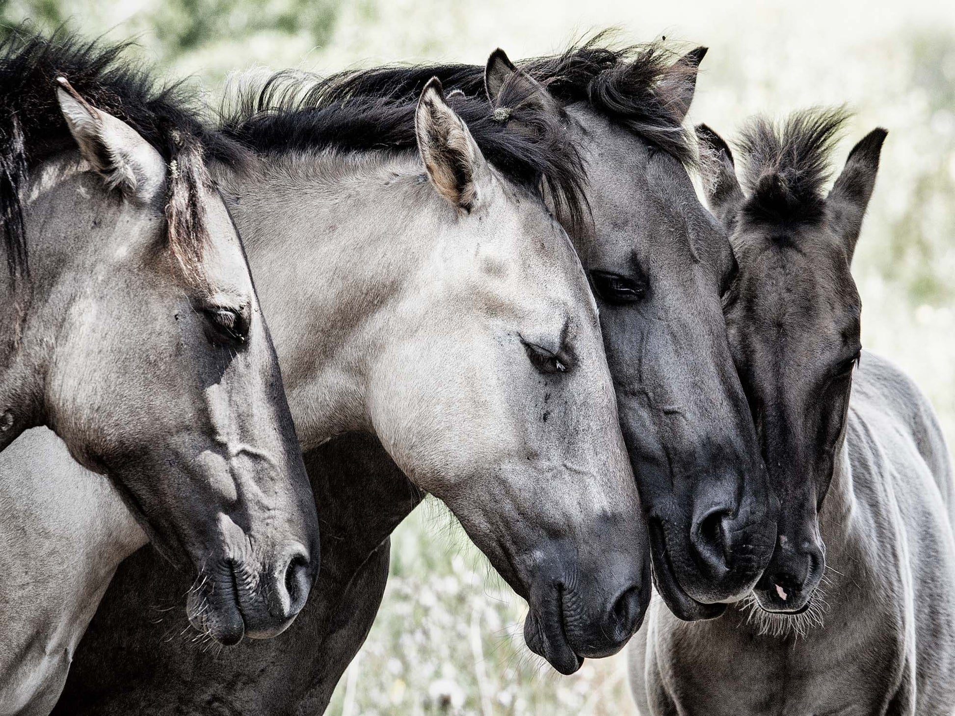 Four Konik Horses by Jaap Canvas Print - USTAD HOME