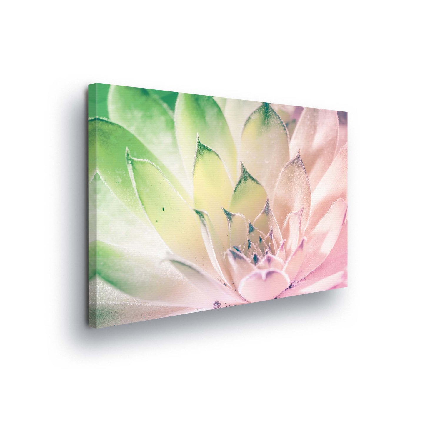 Plants Canvas Photo Print - USTAD HOME