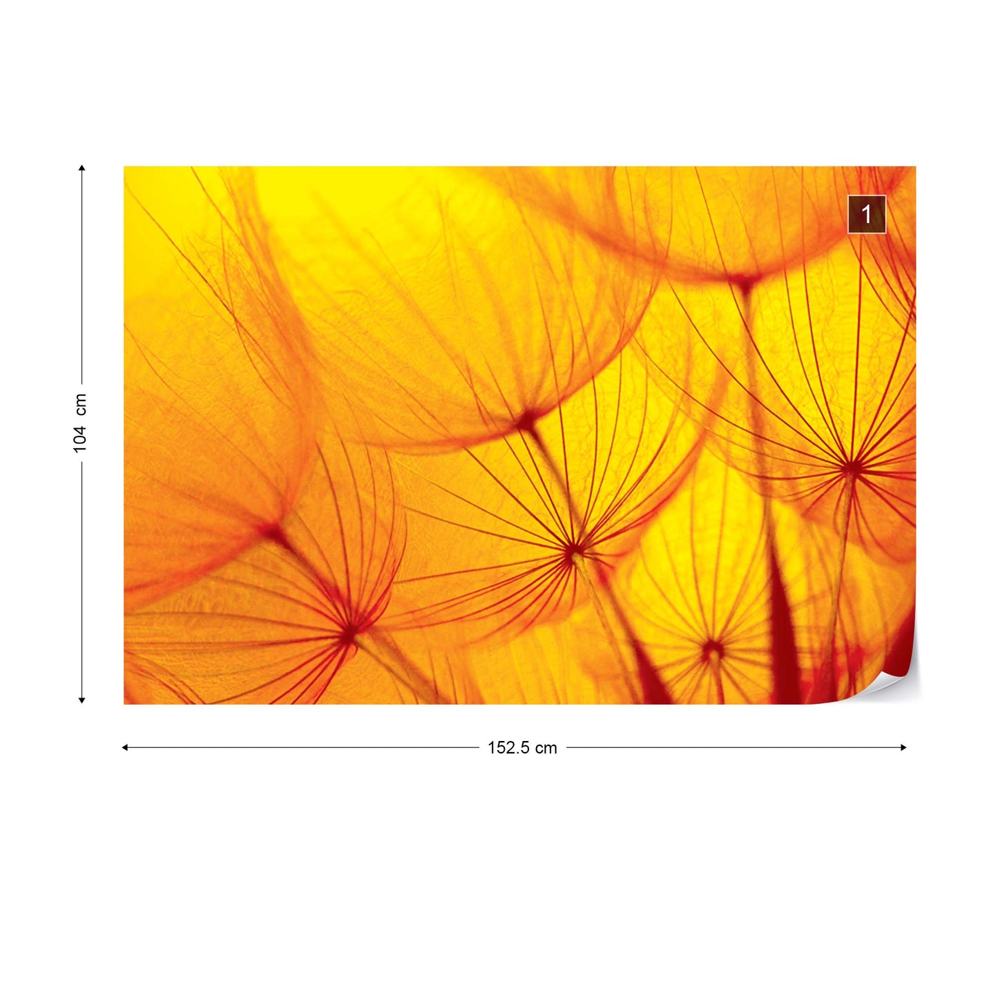 Orange Dandelion Photo Wallpaper Wall Mural - USTAD HOME