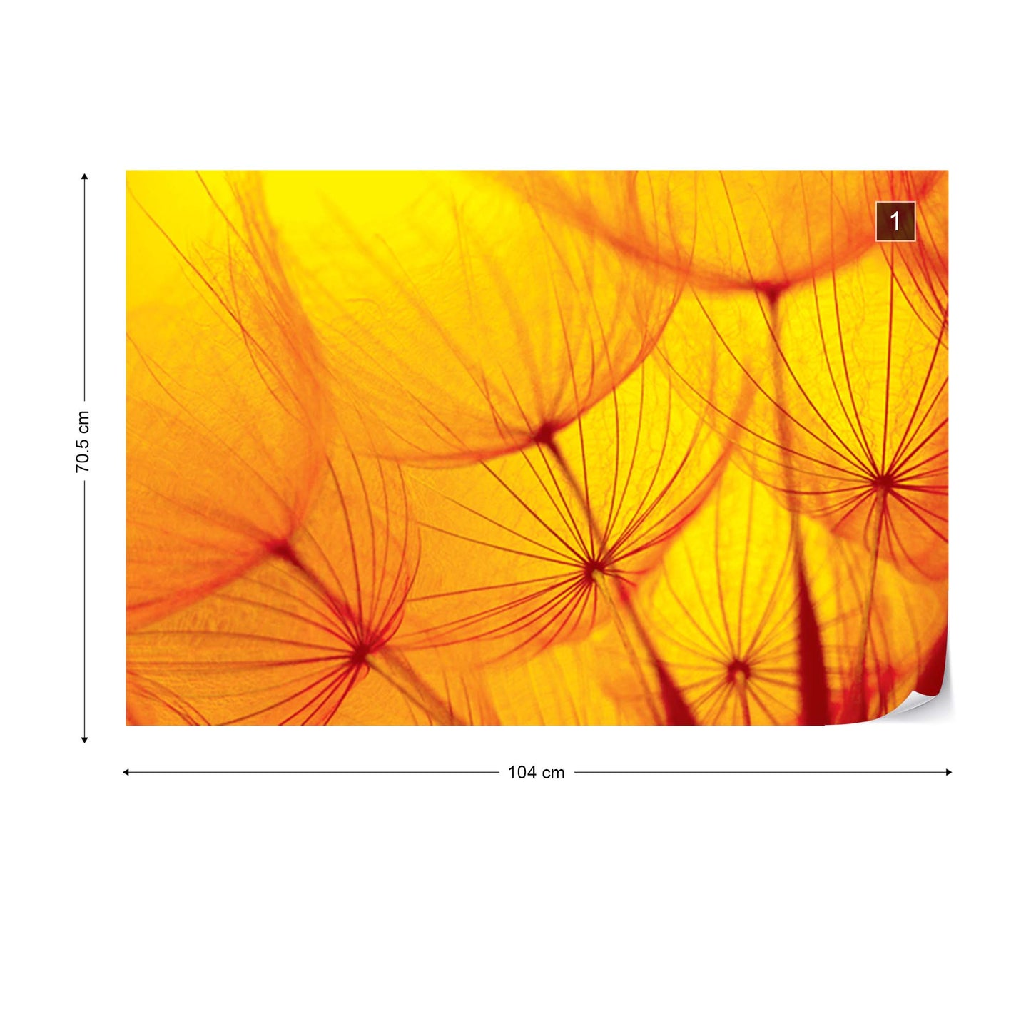 Orange Dandelion Photo Wallpaper Wall Mural - USTAD HOME